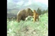 Biggest Super Cool wild animal fights !! Part E Vahşi Avcı Hayvanlar