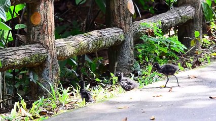 White-breasted Waterhen-Singapore ( Poaching survival-String still on leg)