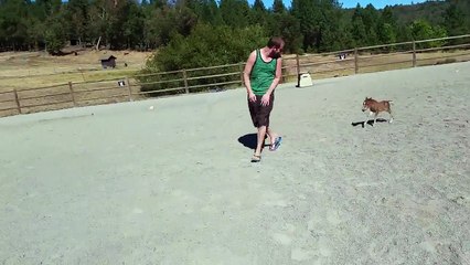 Voici le plus petit cheval de la planète. Et il vous traquera où que vous alliez. (1)