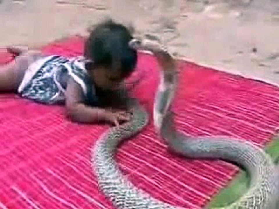 young baby child fighting king cobra