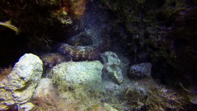 Sneaky Octopus Attempts to Steal Camera