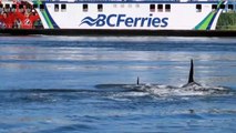 Killer Whale Pods Have Fun in Canada