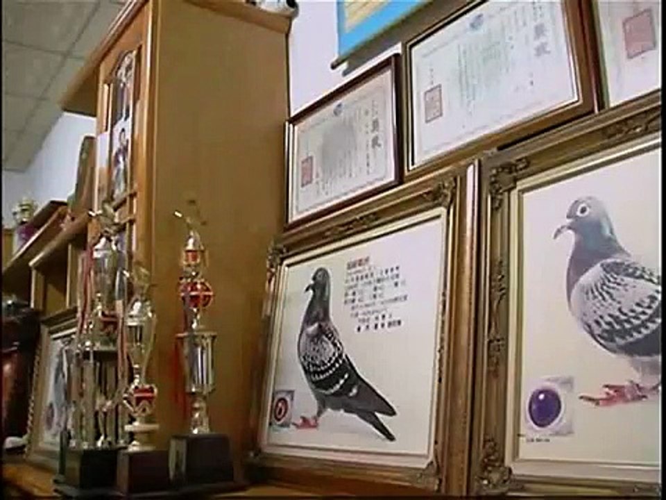 Racing Pigeon in Taiwan by English version - 1