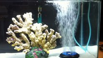 10 gallon fish only saltwater tank