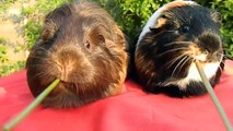 Cute Guinea Pigs - Coco & Precious!