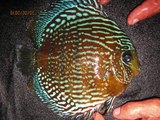 Reserch ...the must beautifeul Wild Discus in Amazon !!