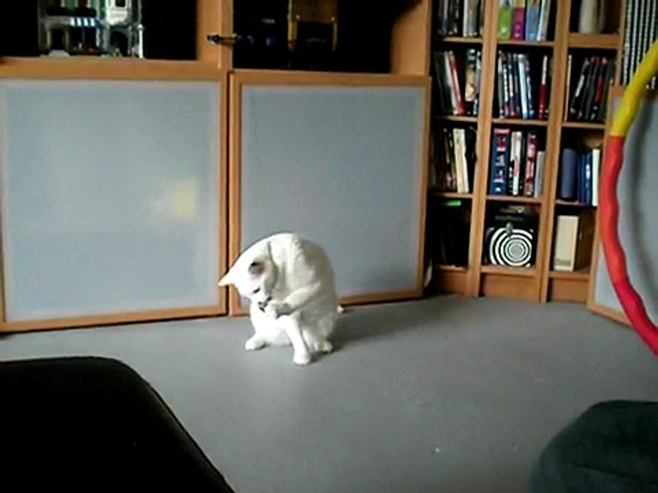 The Cat Dancer in Action