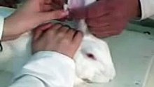 Puncion cardiaca a conejo en Facultad de Química de la UNAM.
