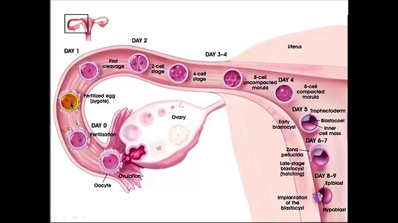 Fertilization, Implantation and Development.mp4