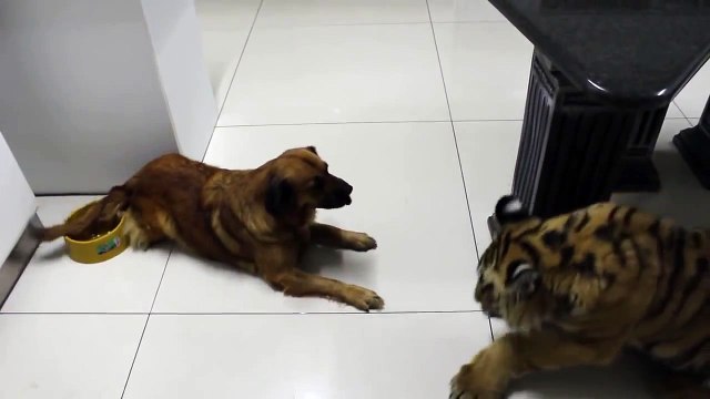 Тигр и Собака или Кто в Доме Хозяин