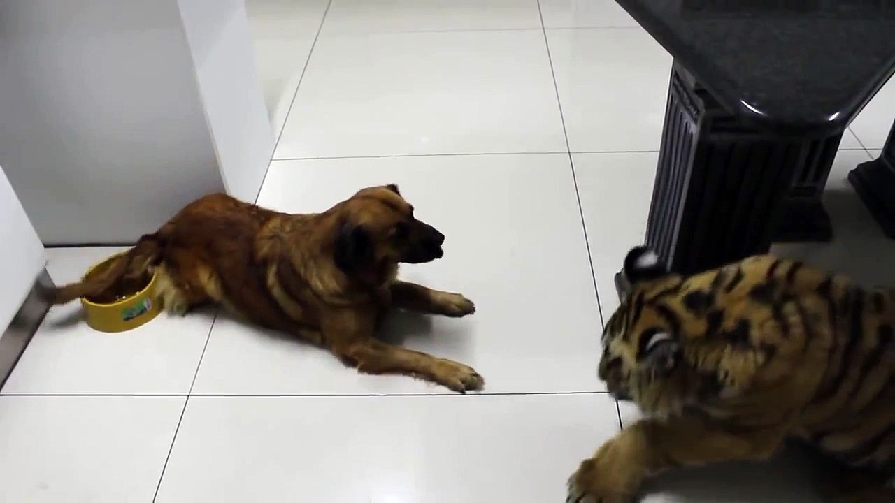 Тигр и Собака или Кто в Доме Хозяин