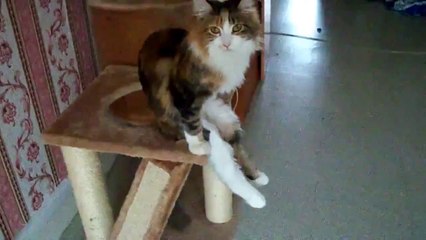 Кошка друг человека