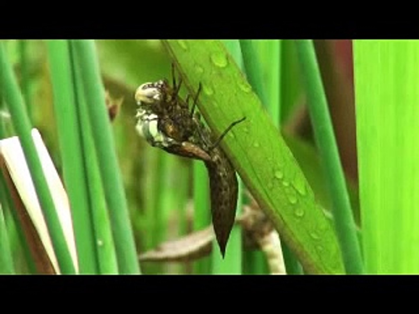 Southern Hawker Dragonfly emerging