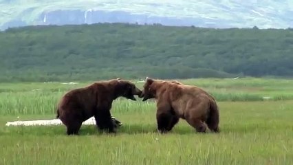 Dailymotion Video Player 面白い動物 面白い動画の選択