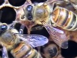 nacimiento de abejas obreras