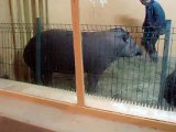 Tapir anta from ZOO Lodz,Poland