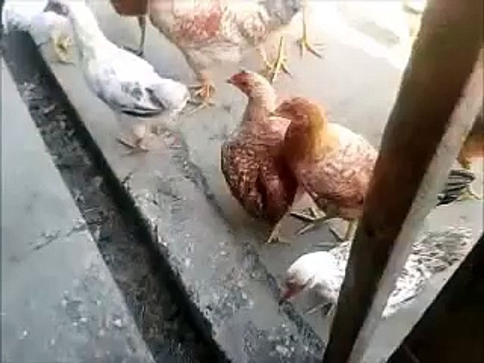 Pile pingvin (Chicken penguin)