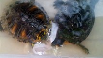 TARTARUGHE d'acqua dolce (Trachemys scripta elegans - Freshwater Turtles)
