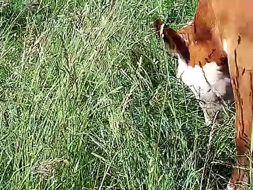 Rotational Grazing