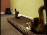 Katze auf Laufband - Lustige Katzen