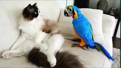 Ragdoll cat meets a "parrot" for the first time