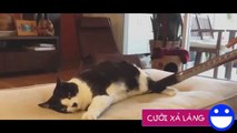 Funny animals - funny videos: funny cats and dogs - funny fails - Part 29