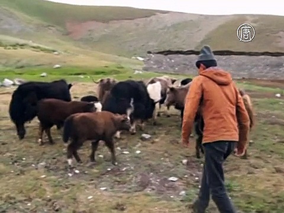 В Кыргызстане стада яков заменяют коров
