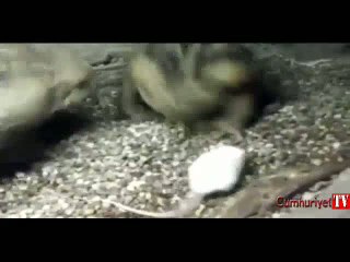 Dev kurbağa, fareyi tek hamlede yuttu