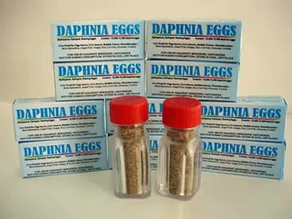 Daphnia Eggs , Daphnia Starter Culture , Daphnia Resting Egg , Daphnia Ephippia , Daphnia ephippium.