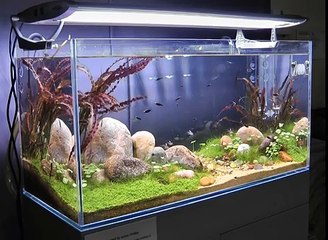 'Through the Eyes of a Child' Aquascape by James Findley - The Making of