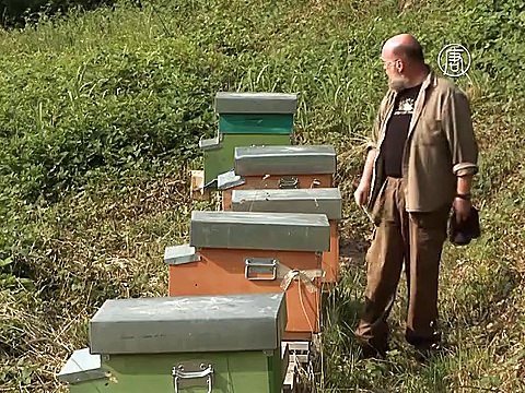 Ульи hi-tech помогут узнать: почему исчезают пчёлы