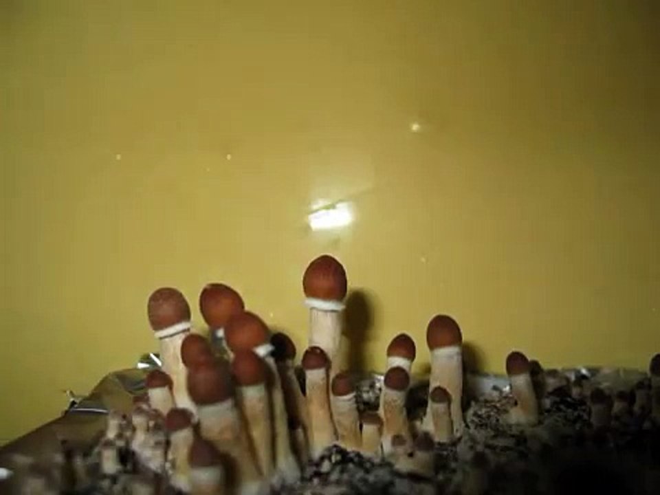 Psilocybe cubensis  shrooms mushrooms  "Burma" time lapse