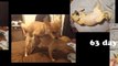 Simba & Lola's puppies: week 5 (Chihuahua Fox Terrier Pomeranian mix)