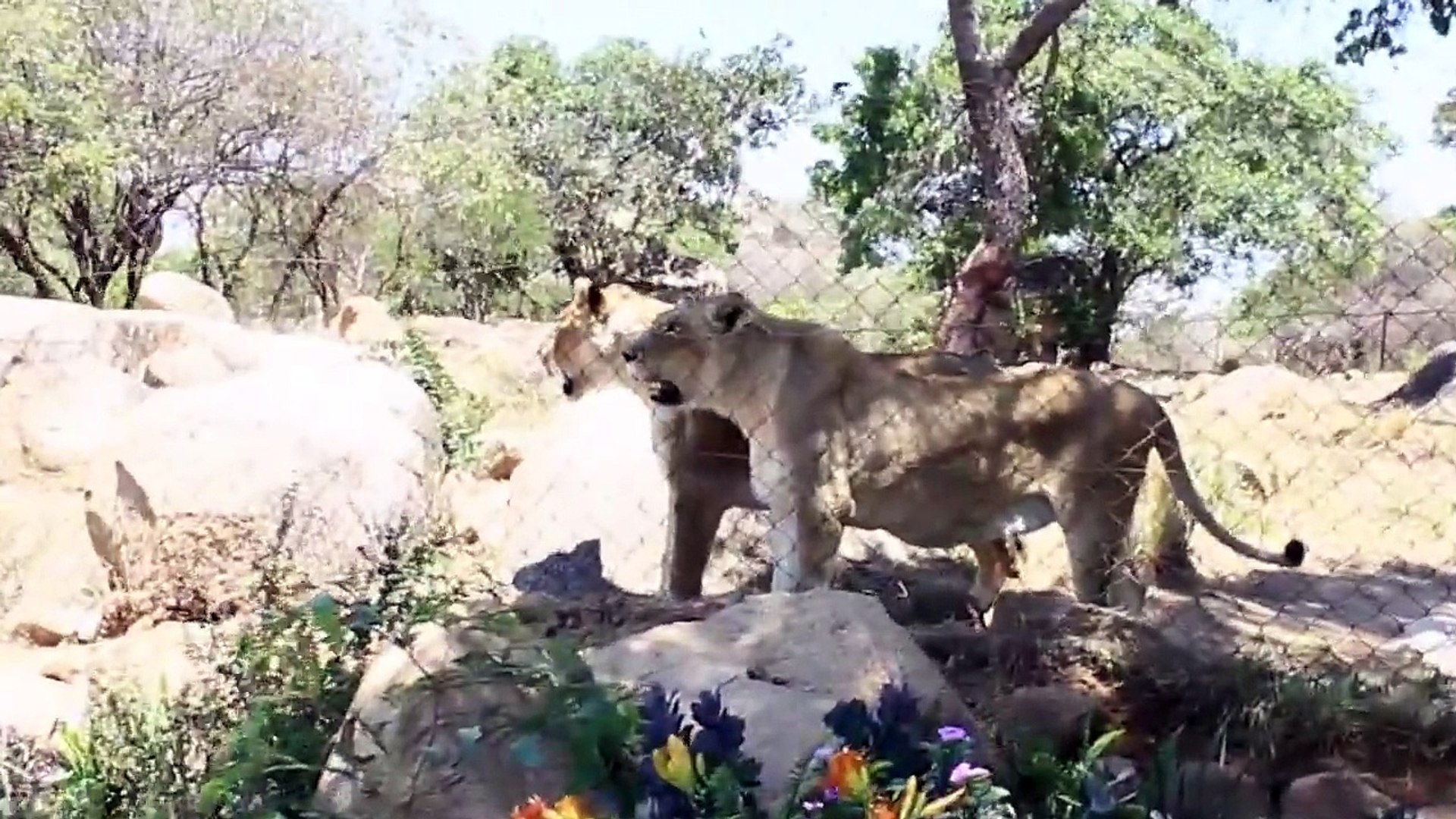 Lion and Cheetah Park, Zimbabwe