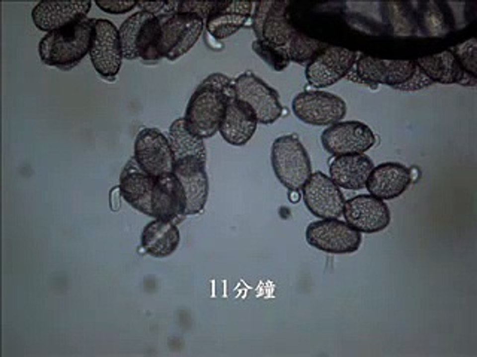 germinating pollen grains (pollen tube)