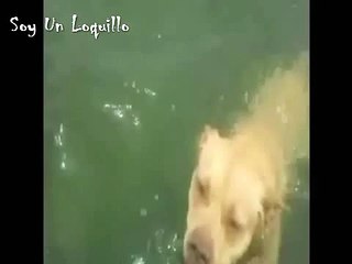Jugando con mi perro | Perro nadando