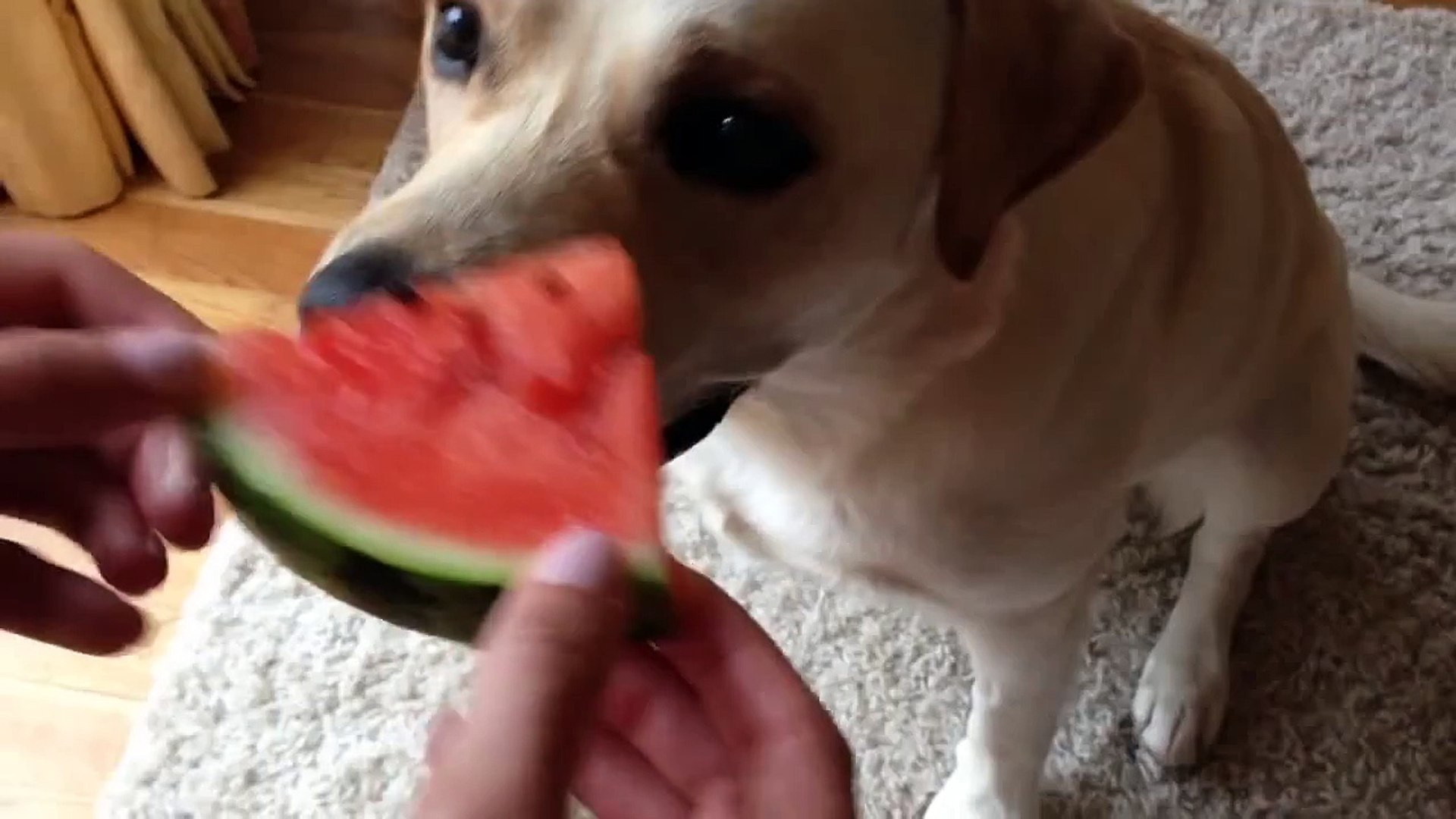 Labrador eating watermelon