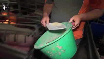 Contre la crise du porc, le choix de la vente directe