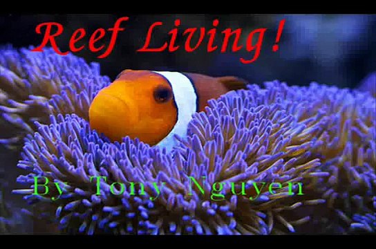 saltwater Aquarium fish tank Reef Living ( my nano move)