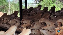 [UN Stories #1] جنوب افريقيا: وحيدُ القرن في خطر
