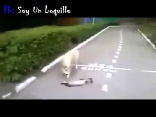 Gato se hace el muerto para salvar su vida de un feroz perro | Cat plays dead to save his life