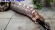 VIDEO IMPRESIONANTE: Serpiente vomita un perro entero | AWESOME VIDEO: Snake vomits whole dog