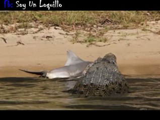 Mira cómo un cocodrilo se devoró a un tiburón 'comegente'