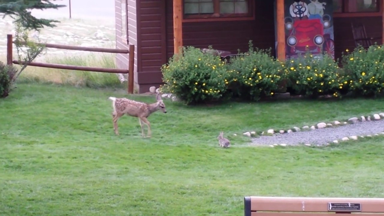 Un faon et un lapin s'amusent comme Bambi et PanPan !!