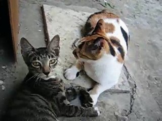 Kittie cat and its mom