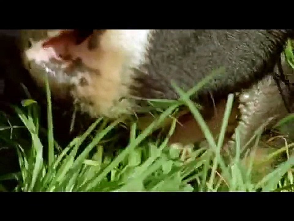 Una granja para el futuro # (Doblado Español)