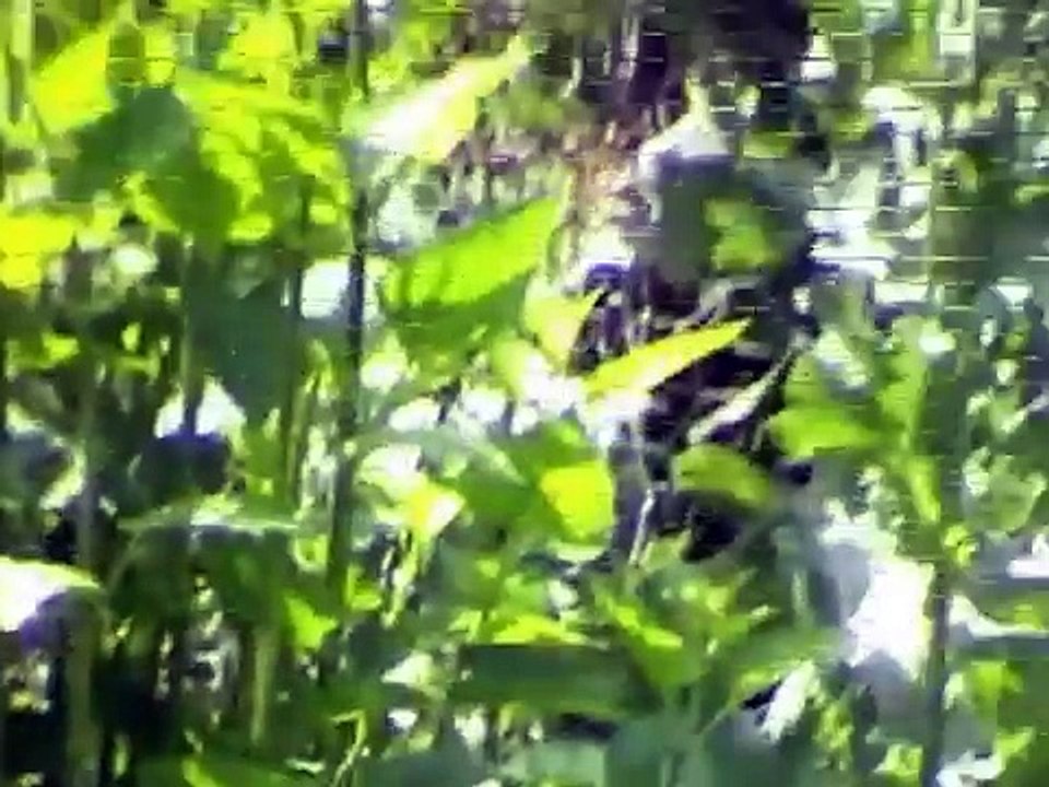 MY COUNTRY GARDEN IN AUSTRALIA