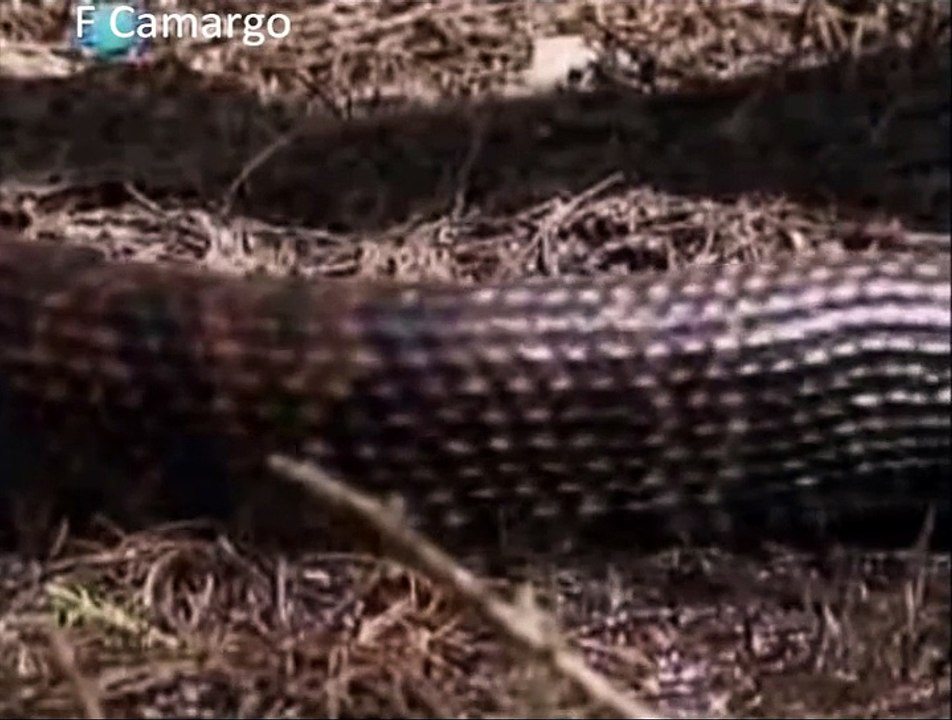 Serpente Boca de Algodão, 8º dos 12 animais mais perigosos da América do Norte