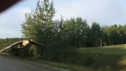 Canada Goose Follows Truck Home to Water