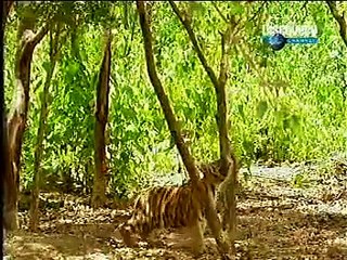 Funny videos animal little monkey vs little lion